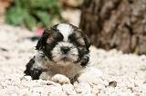 SHIH TZU 346
